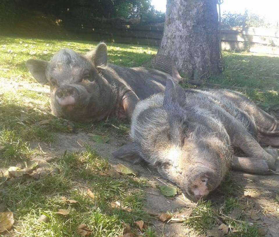 pig mourns friends' death belgium