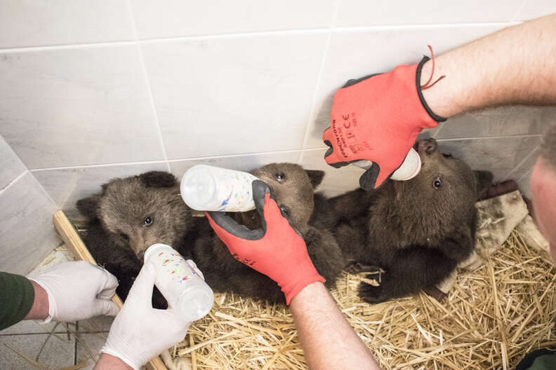 The three orphan bear cubs found a new life after being rescued and аdoрted by their mother.