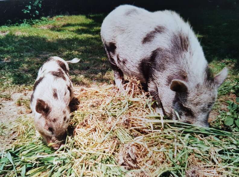 pig mourns friend's death belgium