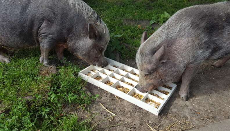 pig mourns friend