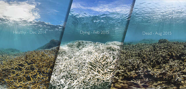 Coral reefs in process of dying