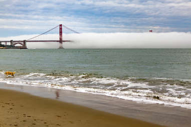 crissy field