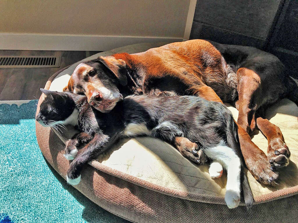 dog and cat cuddle for the first time in 13 years