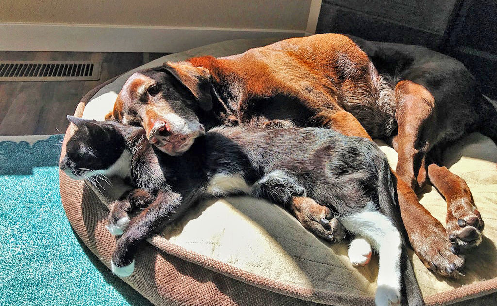 Cat And Dog Finally Friends After 13 Years The Dodo
