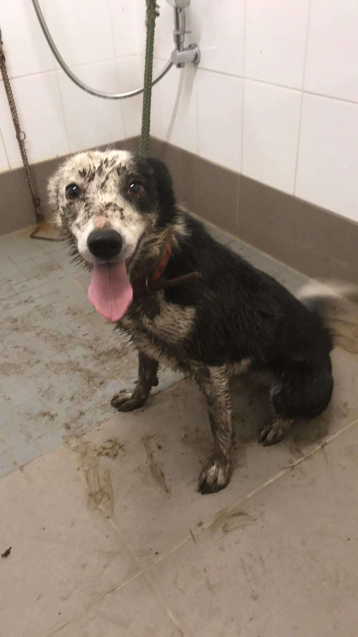 dog returned to shelter twice needs a home