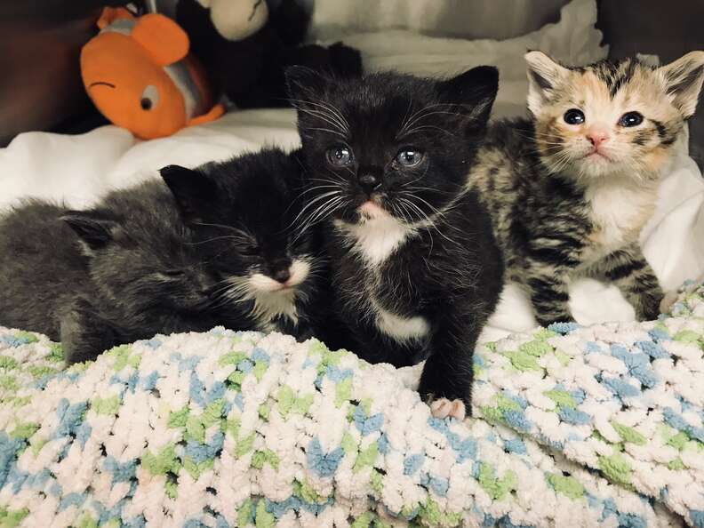 kittens trapped between two walls rescued