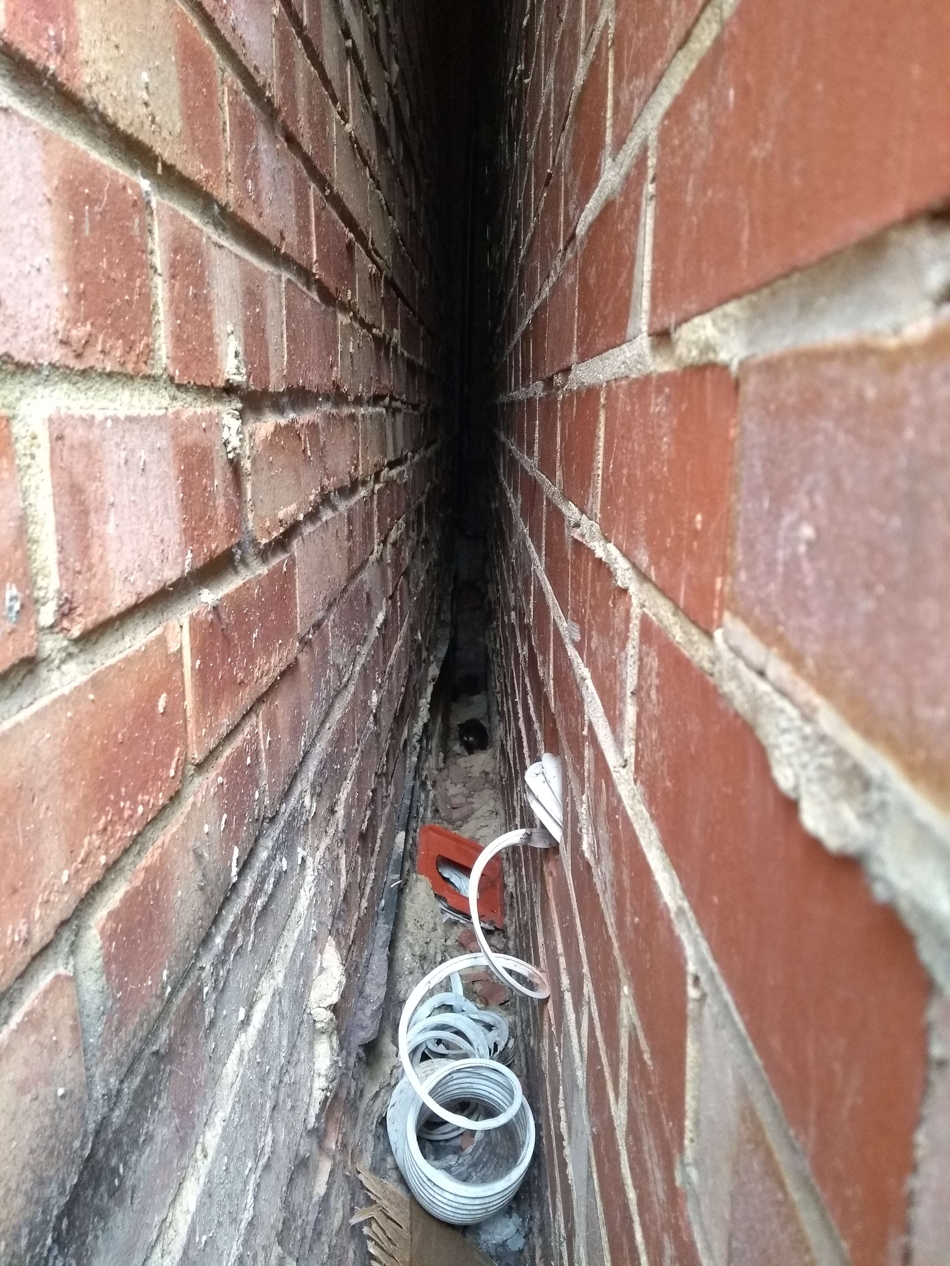kittens trapped between two walls