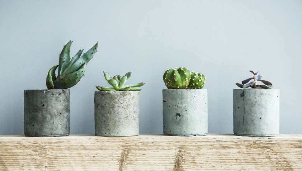 How To Care For Succulents Tips For Keeping Your Succulents Alive
