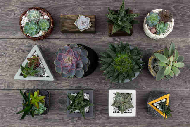 How To Care For Succulents Tips For Keeping Your Succulents Alive