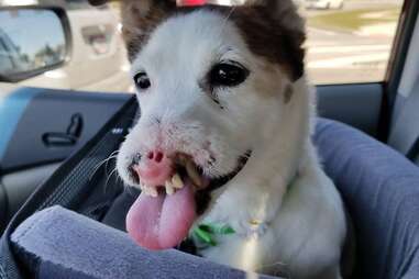 Mirabel, the Jack Russell without a nose, enjoys a car ride in Ohio