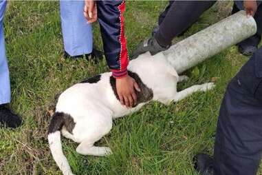 Dog with pipe stuck on head