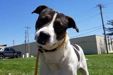 McCartney at the City of St. Louis Animal Care Center