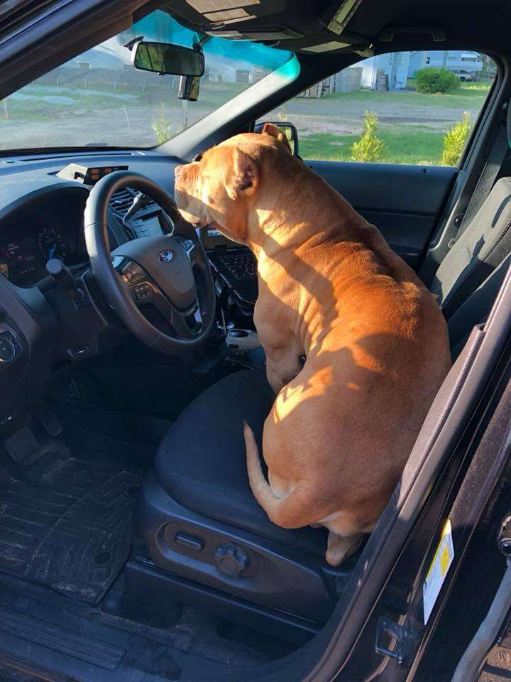 Dog sitting on cop car