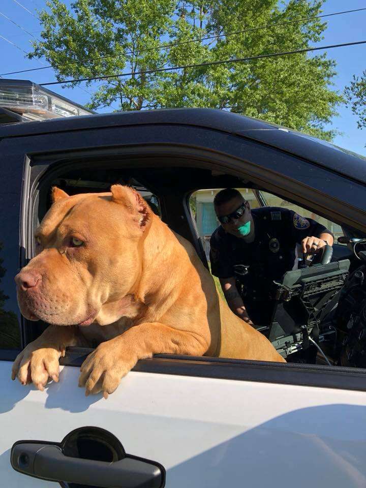 Dog inside police car