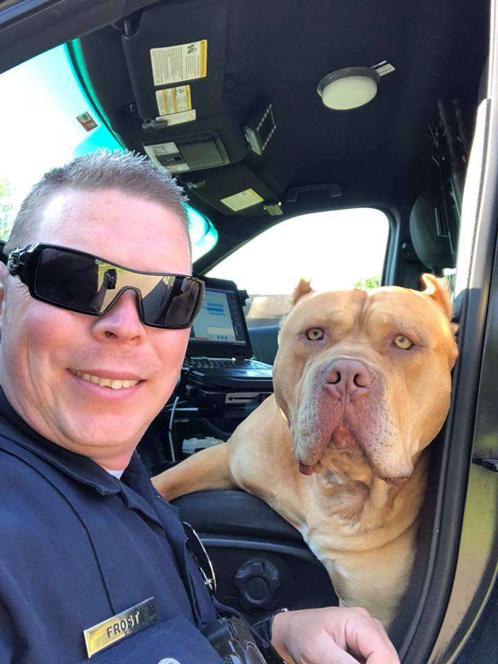 Police officer posing with pit bull-type dog