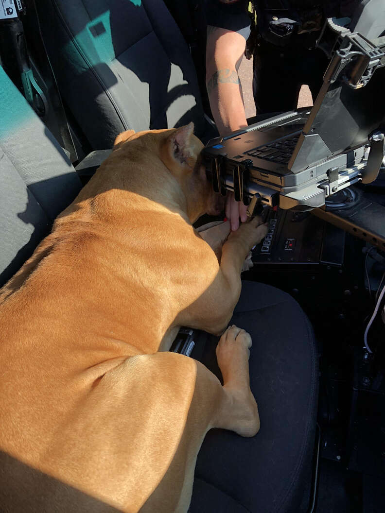 Dog sitting in police car