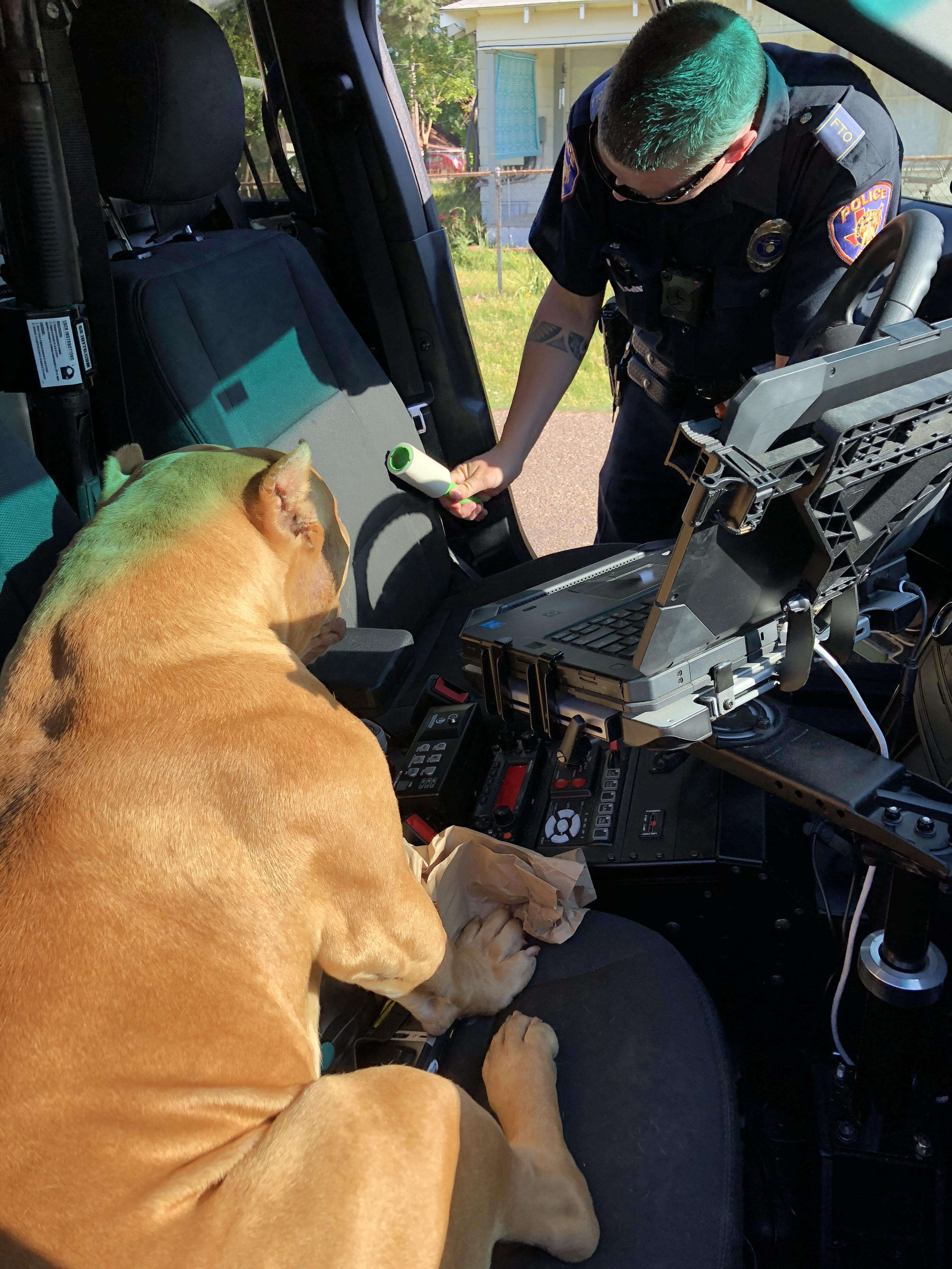 Pit bull sitting in police car