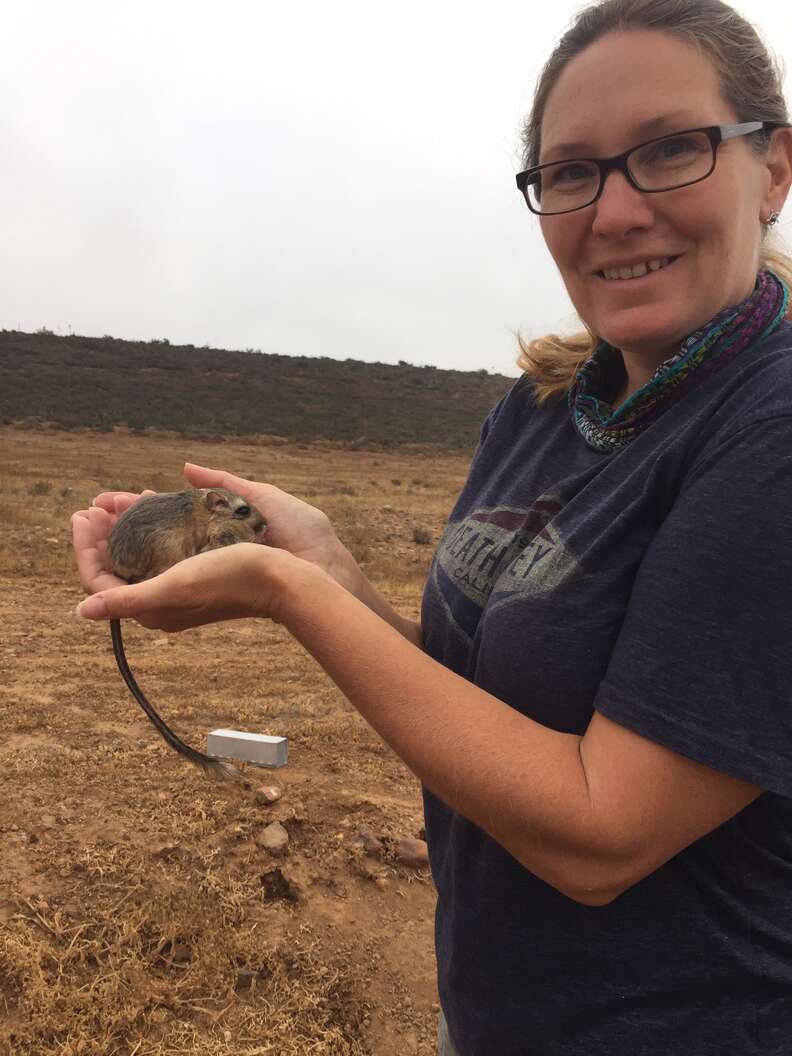 Researcher posing with rediscovered kangaroo rat in Baja
