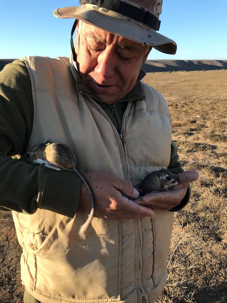 Park ranger holding 'extinct' San Quintin kangaroo rats