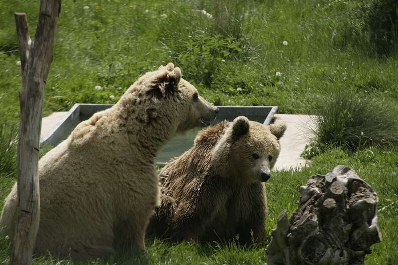 Rescued bears who fell in love at Kosovo sanctuary