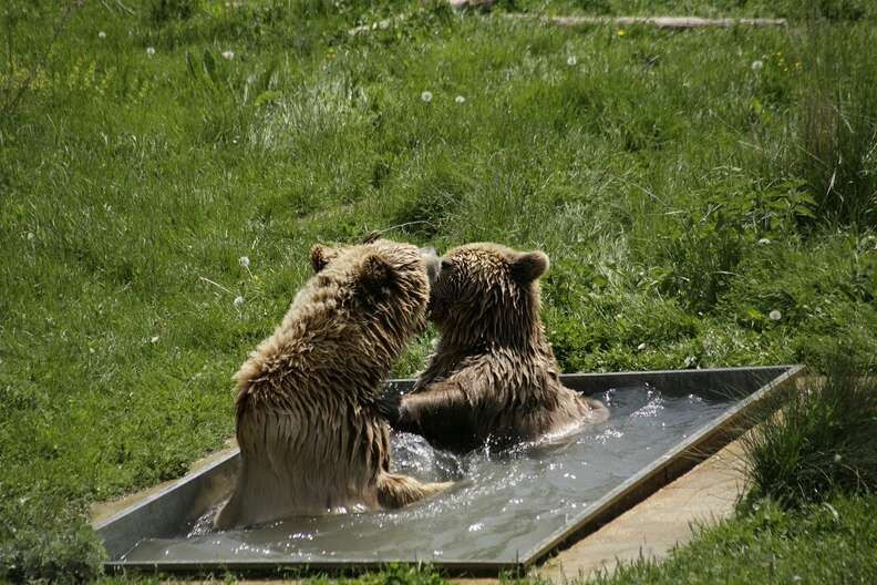 Bears fall in love at sanctuary and take a bath together
