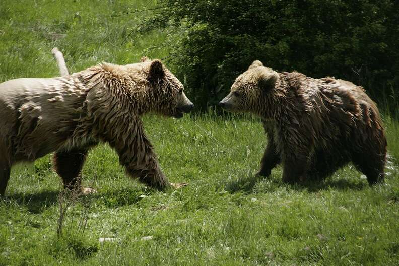 Rescued bears meeting for first time at sanctuary in Kosovo