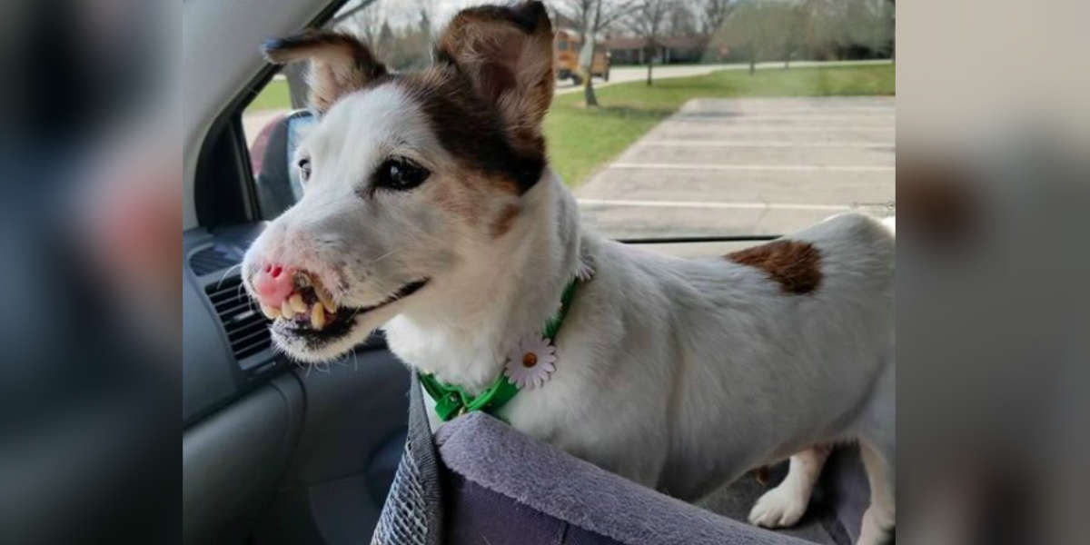 Dog Born Without A Nose Is Working To Help Kids Heal - The Dodo