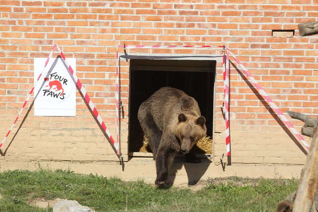 Abused bear arriving at sanctuary