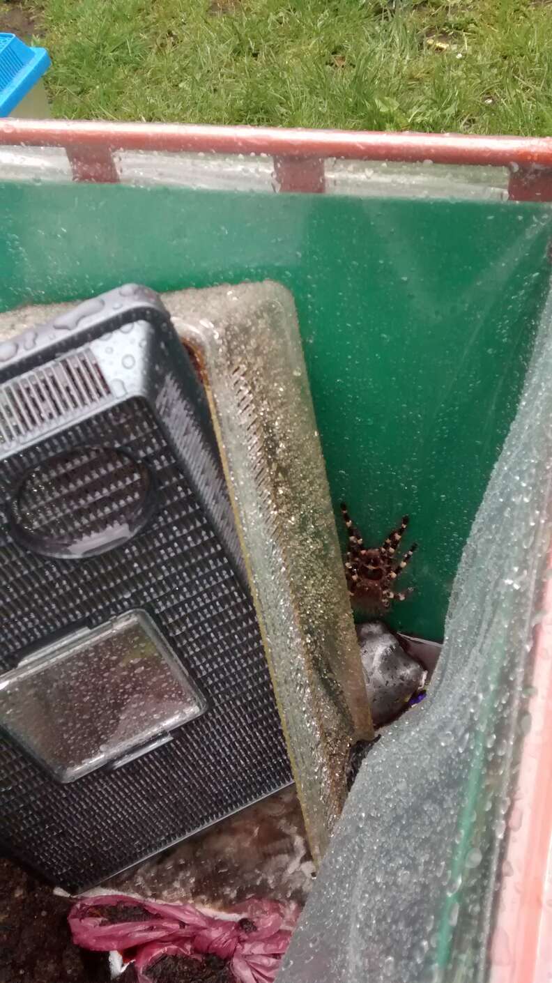 tarantula found in dumpster 