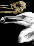 ‘Fish Bird’ Had Avian Beak and Sharp, Curved Dinosaur Teeth