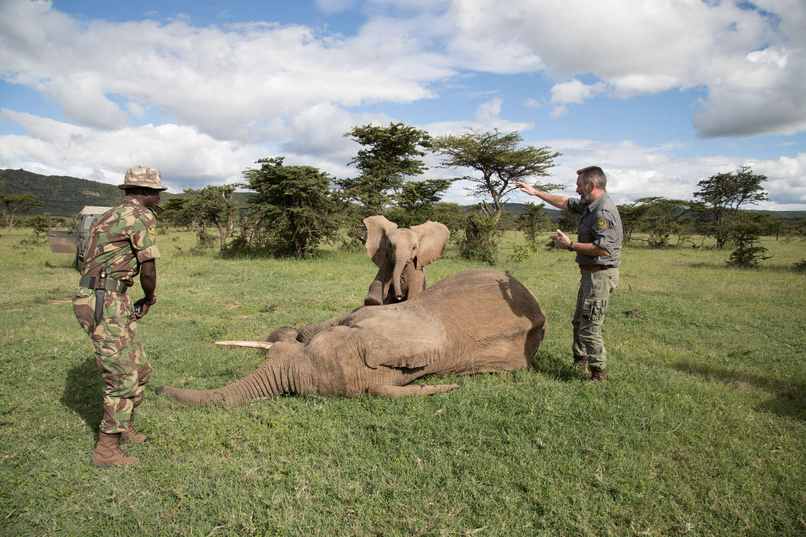 Elephant Calf Won't Leave Side Of Injured Friend During Kenya Rescue ...