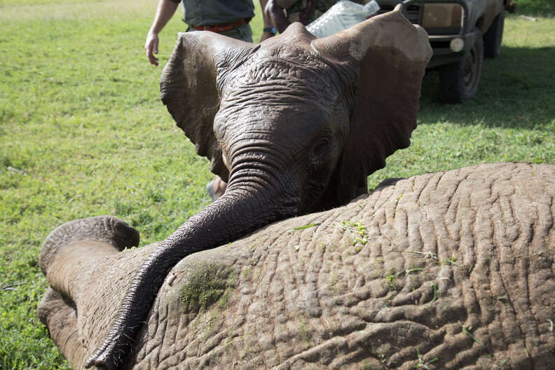 Baby elephant touching his injured friend