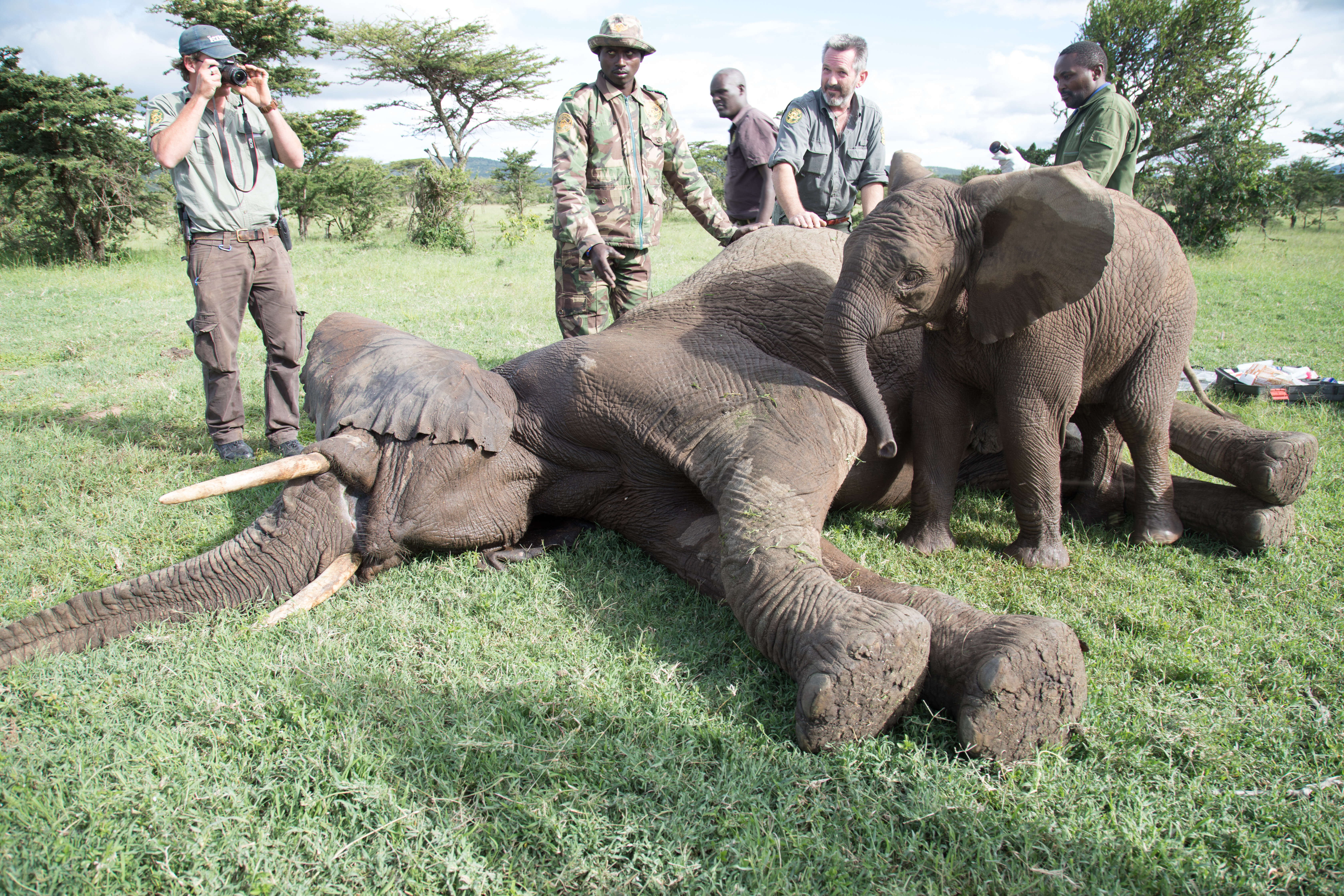 Baby elephant at the side of his injured friend