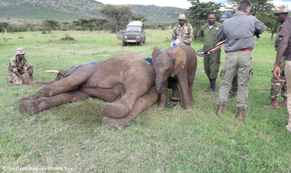 Baby elephant standing by his friend