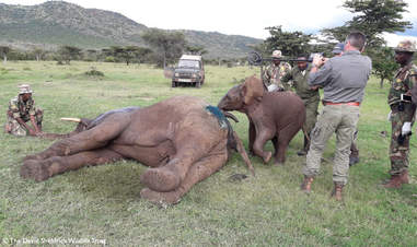 People helping injured elephant
