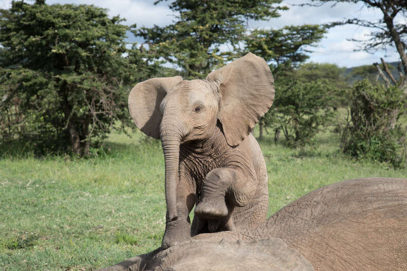 Baby elephant at his friend's side