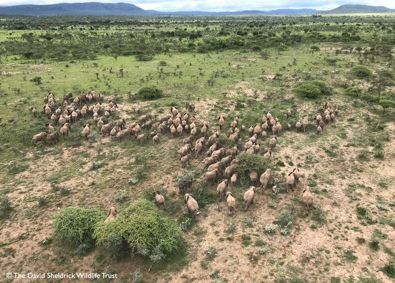 Herd of elephant running through the savannah