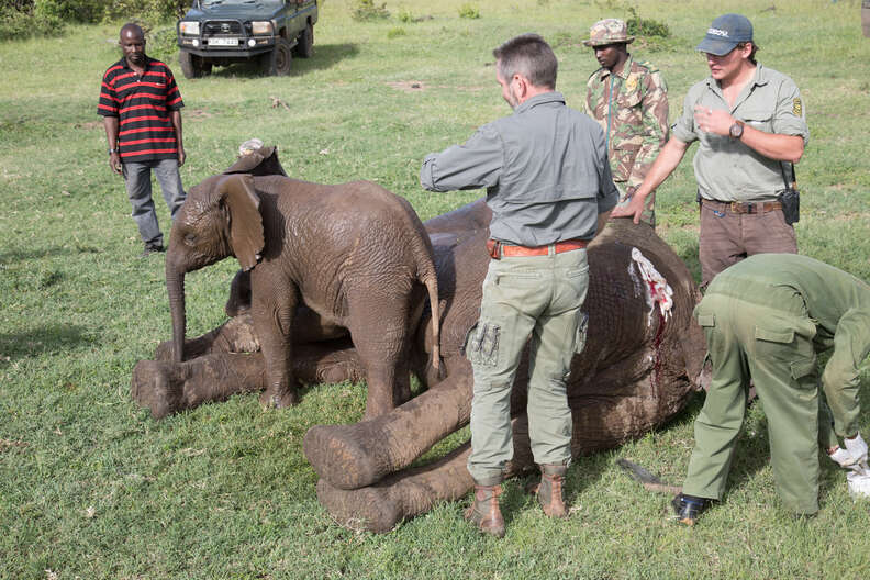 Baby elephant with his injured friend