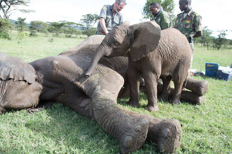 Baby elephant at his friend's side