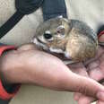 'Extinct' kangaroo rat rediscovered in Baja, California