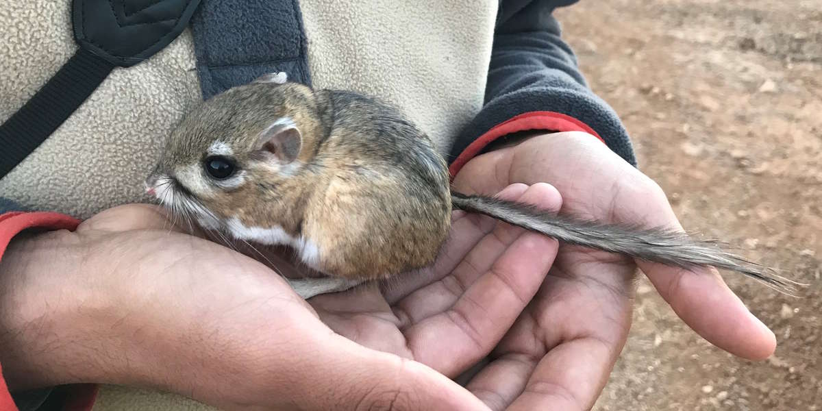 Kangaroo Rat Believed To Be Extinct Rediscovered In Baja California