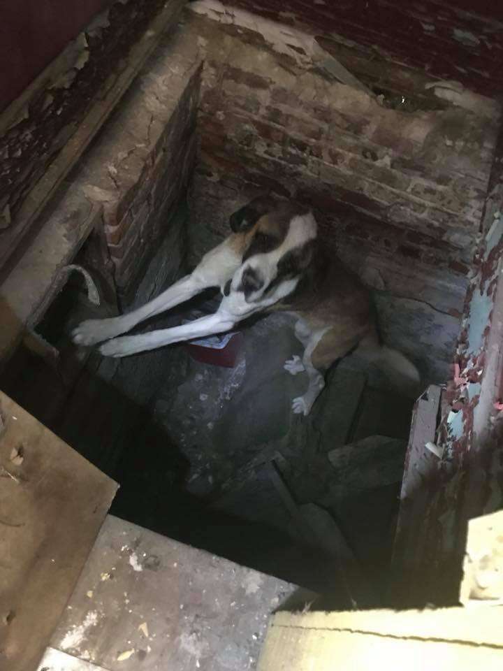 St. Bernard trapped in abandoned Detroit house basement