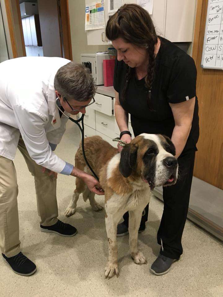 Skinny St. Bernard at Detroit Dog Rescue