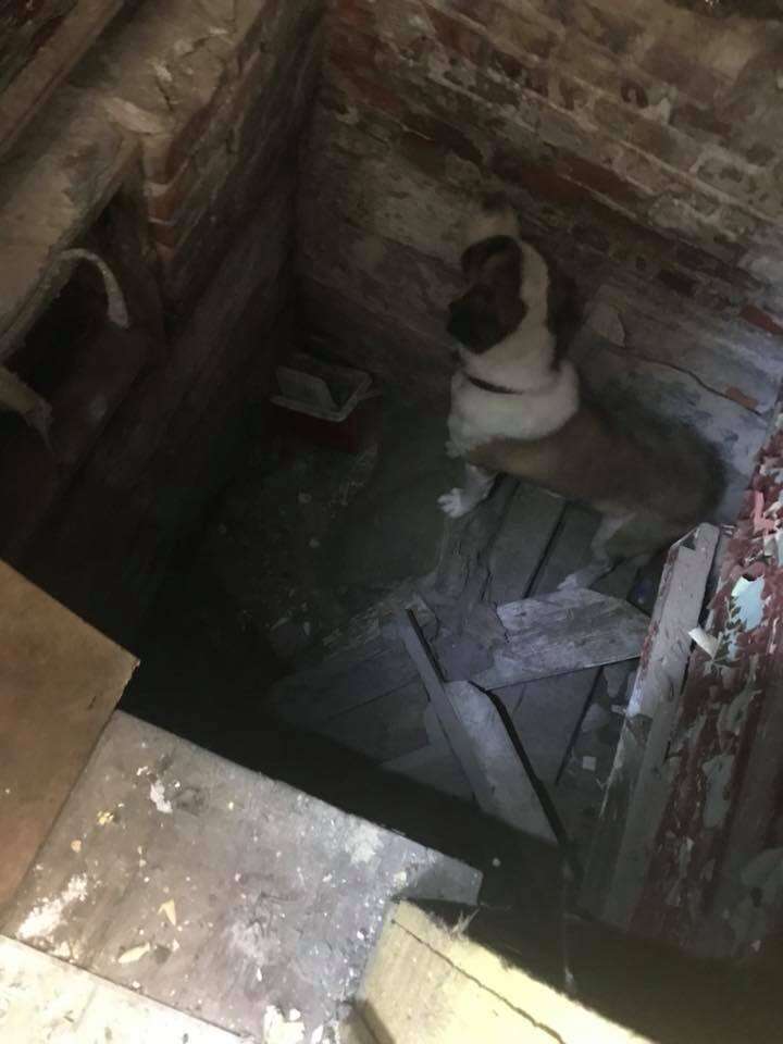 Dog trapped in basement