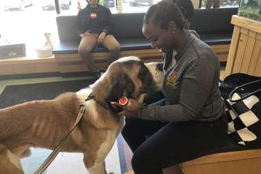 Bentley the St. Bernard reunited with his family