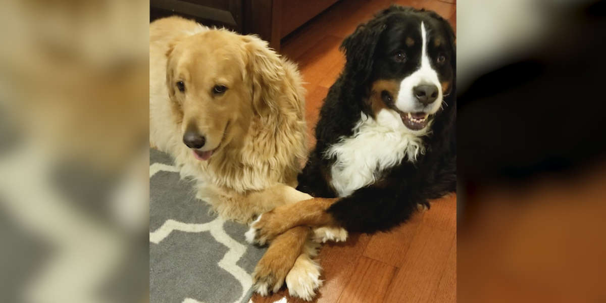 Bonded Dogs Love Holding Each Other’s Paws The Dodo