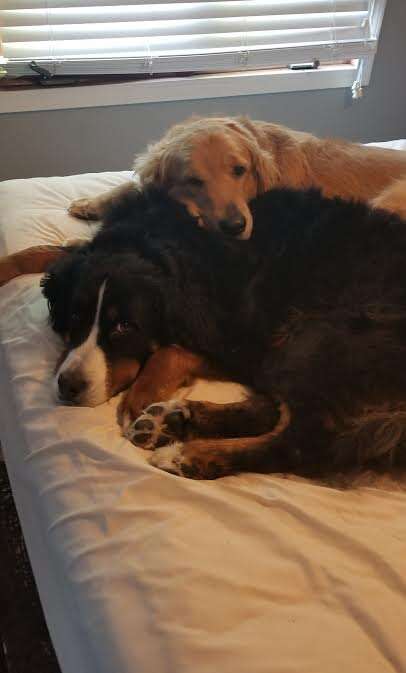 Golden retriever snuggling with Bernese mountain dog