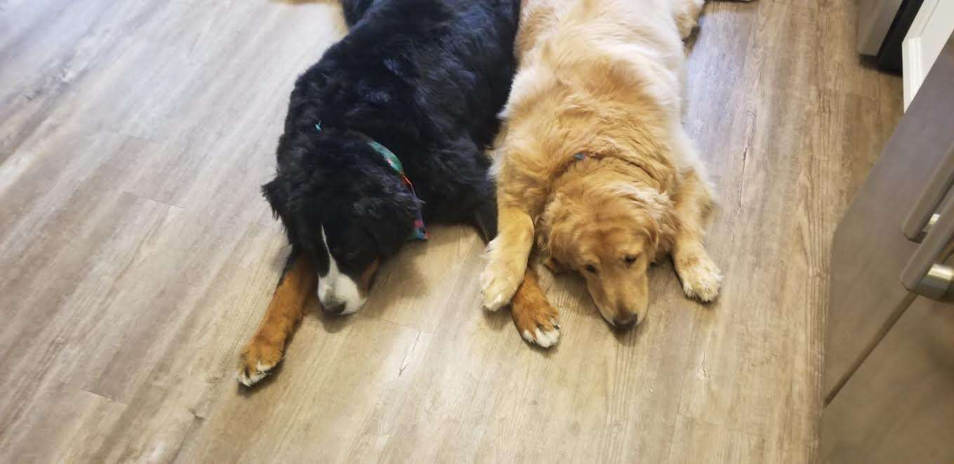 Dogs holding paws
