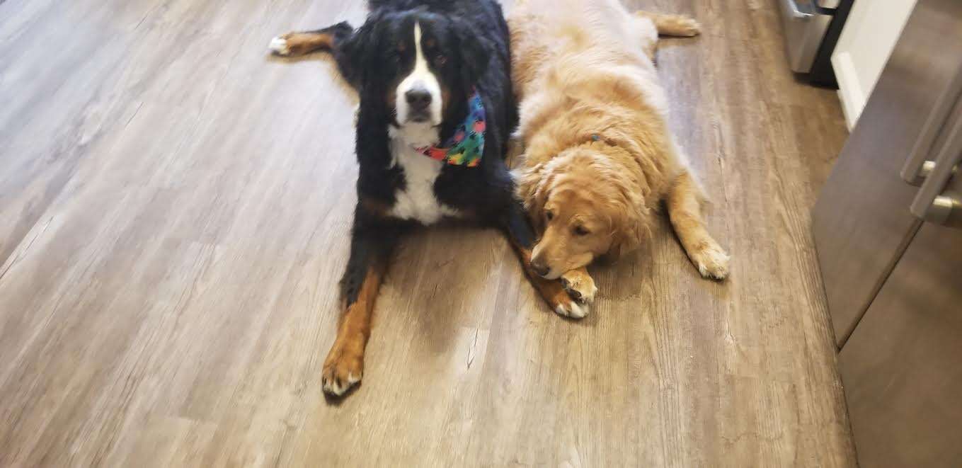 Dogs holding paws