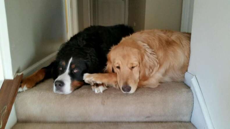 Dog touching each other's paws